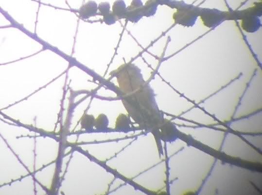 Common Crossbill at Fernworthy Reservoir