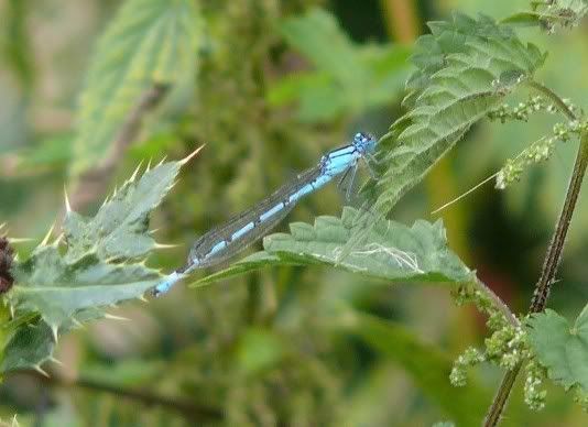 Common Blue Damselfly