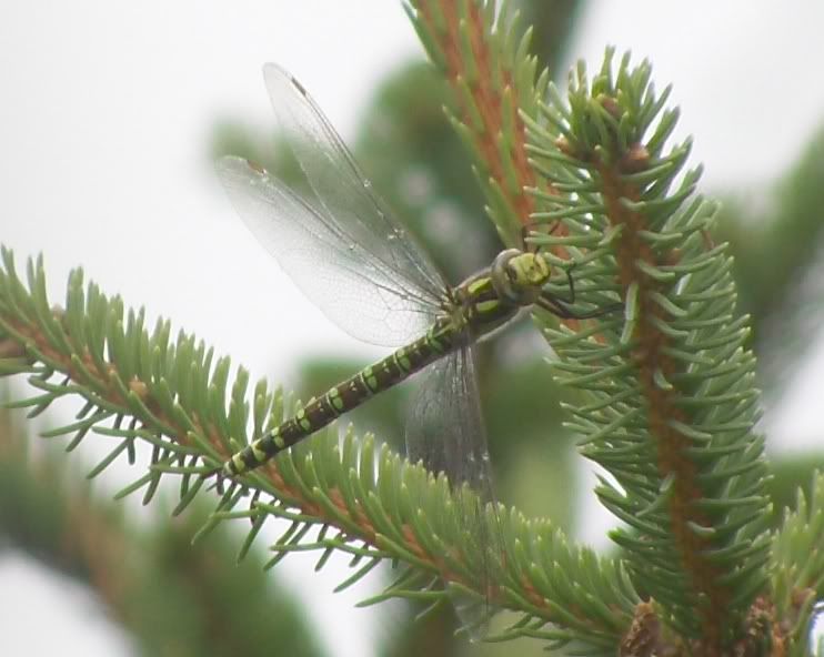 Southern Hawker