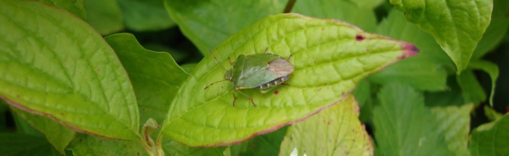 Shield bug