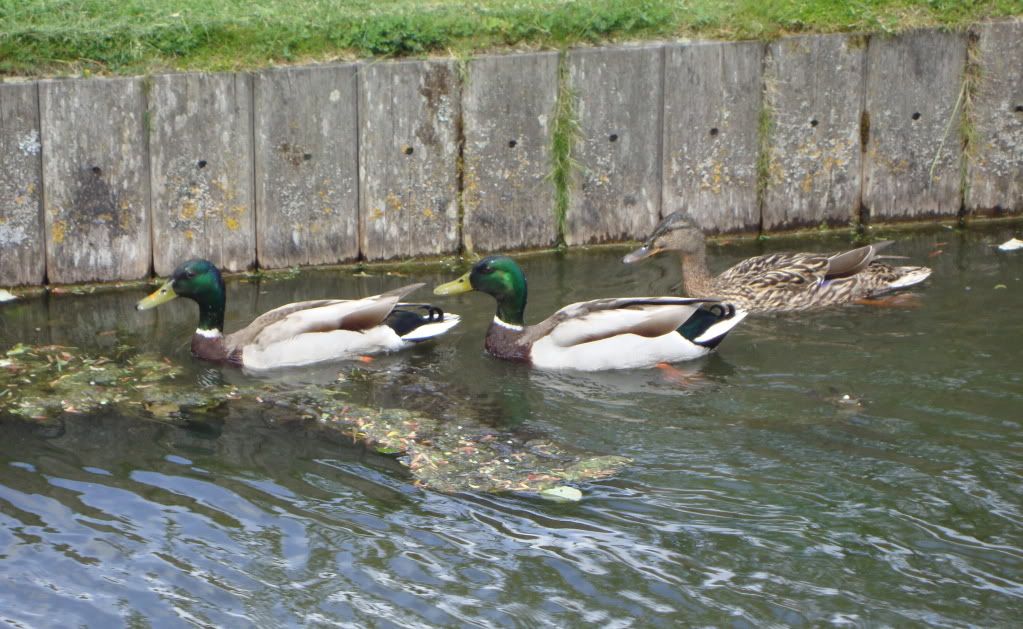 Mallards