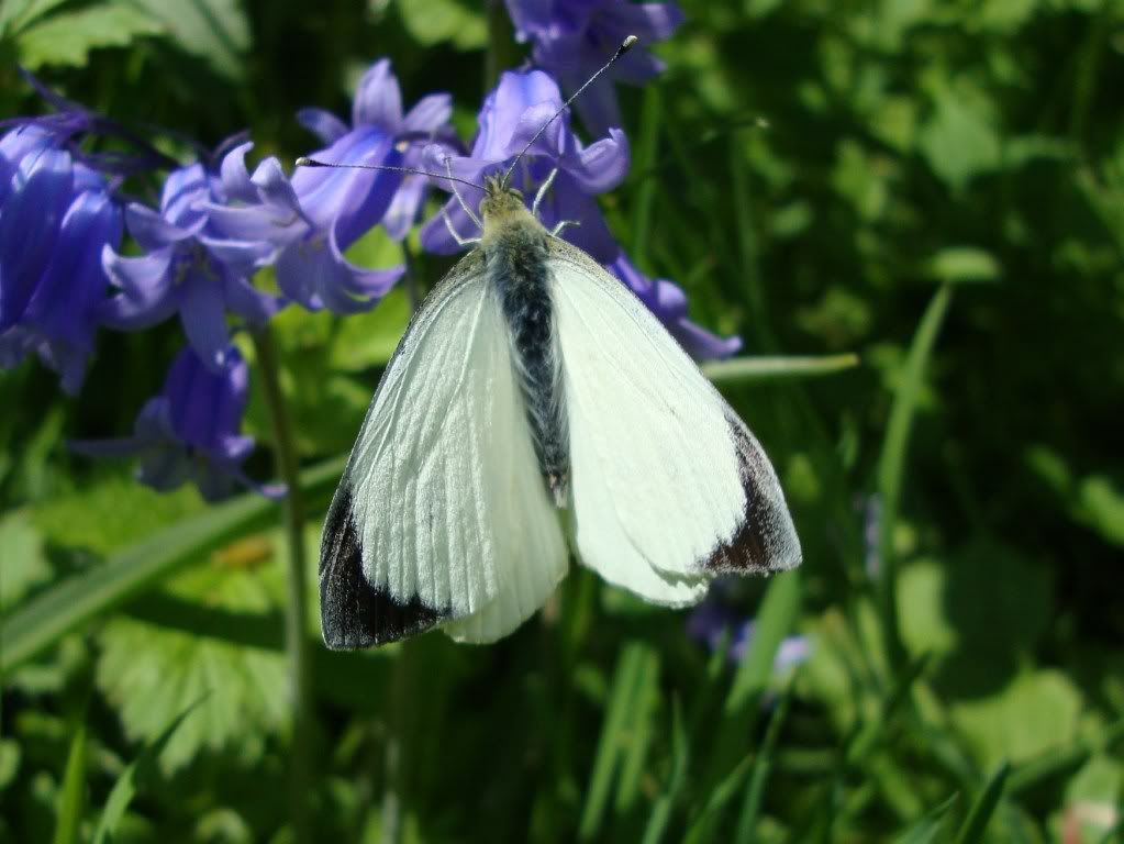 Large white