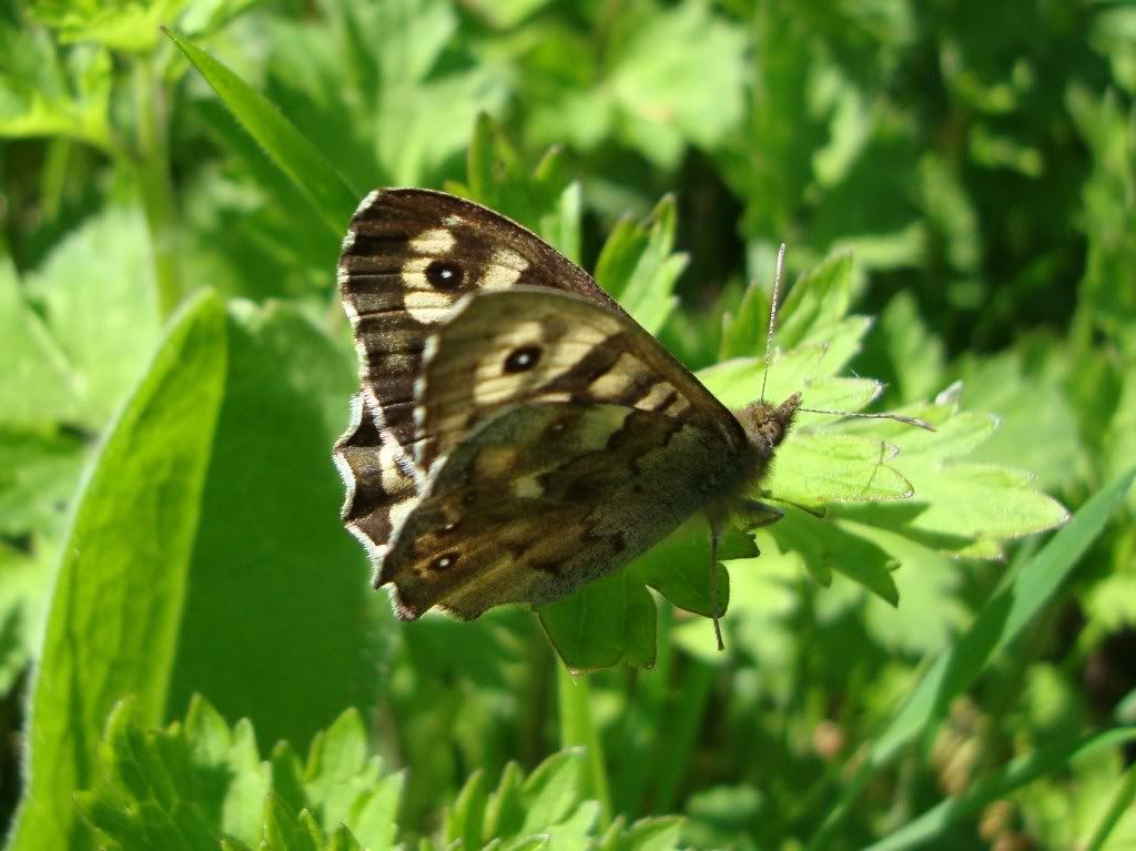 Speckled wood