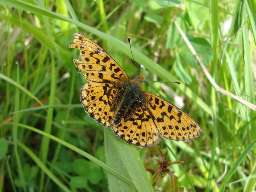 Pearl-bordered fritillary