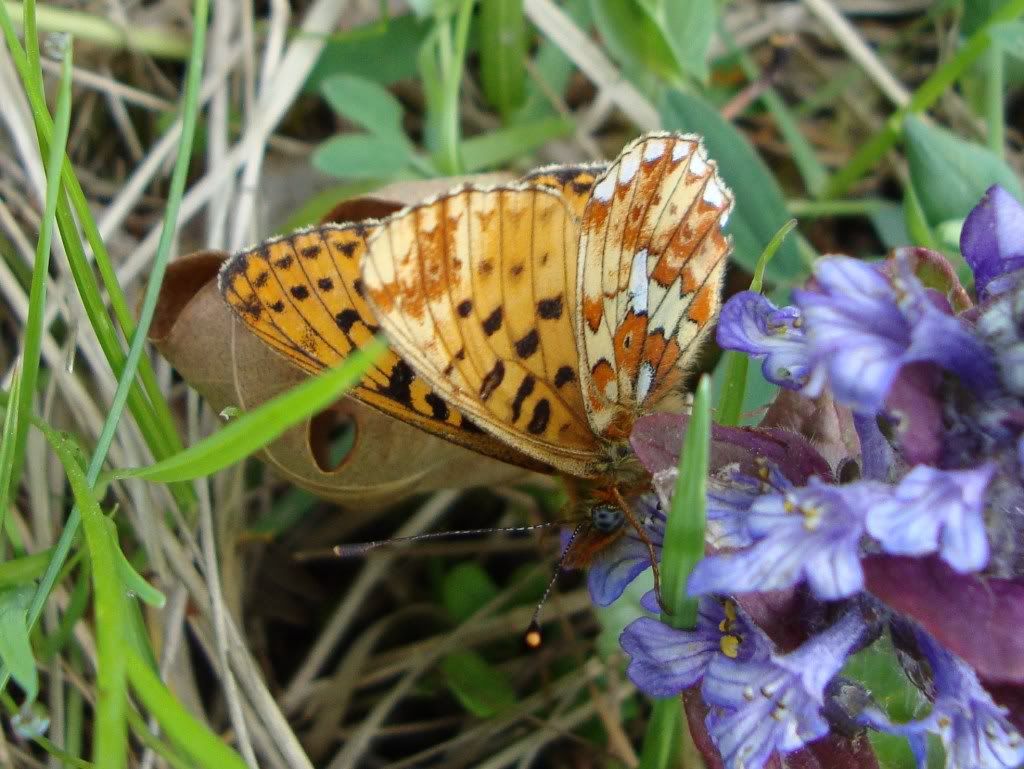 Pearl-bordered fritillary