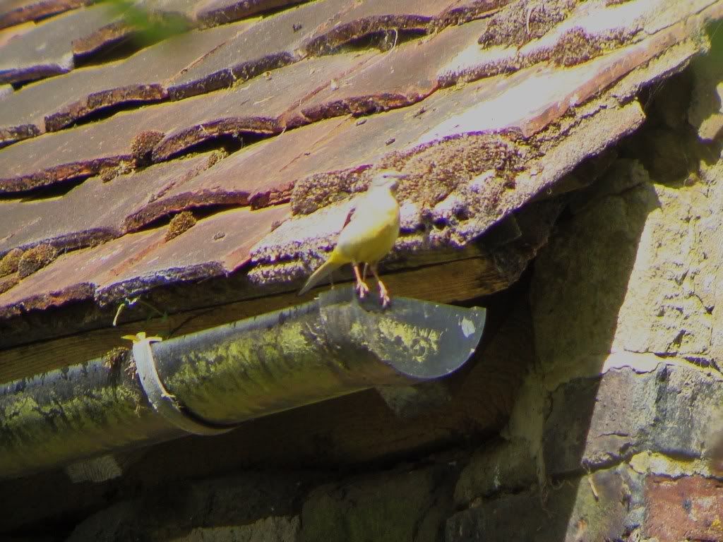 Grey Wagtail