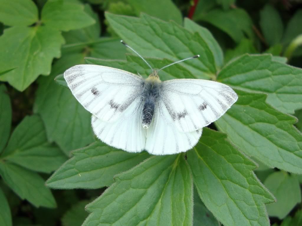 Green-veined white