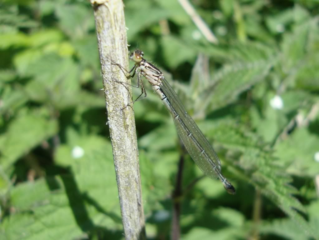 Female common blue damselfly