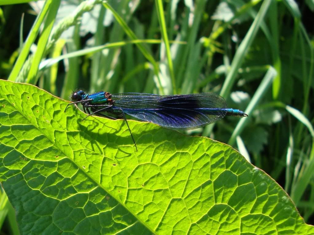 Male banded demoiselle