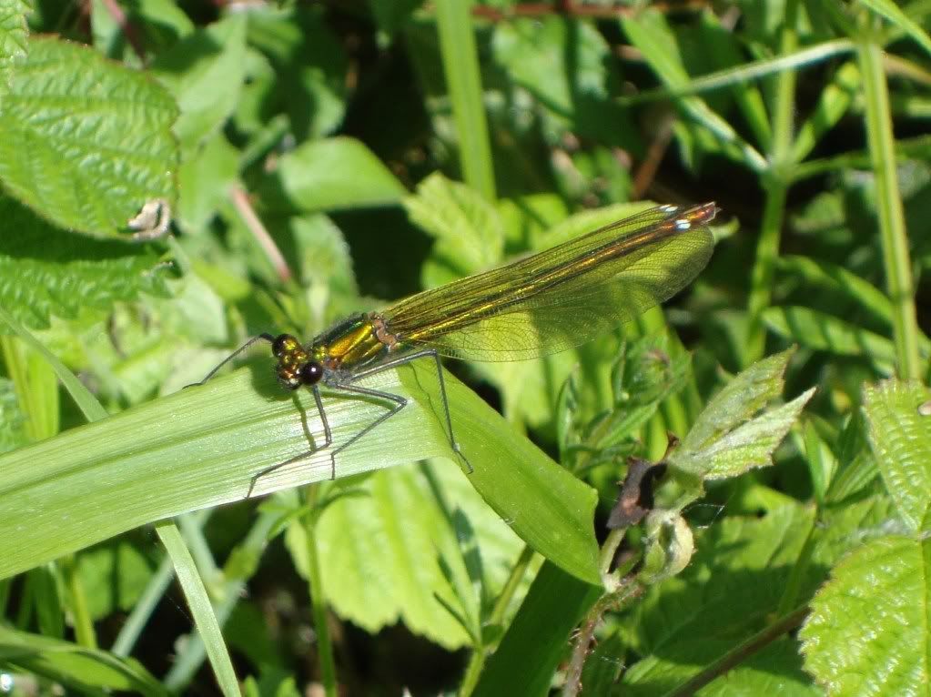 Female banded demoiselle