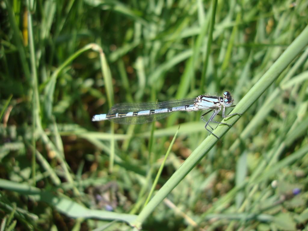 Male common blue damselfly