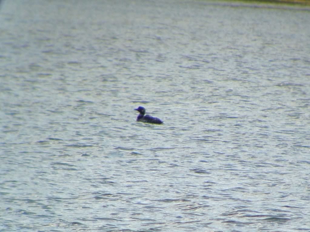 Great northern diver