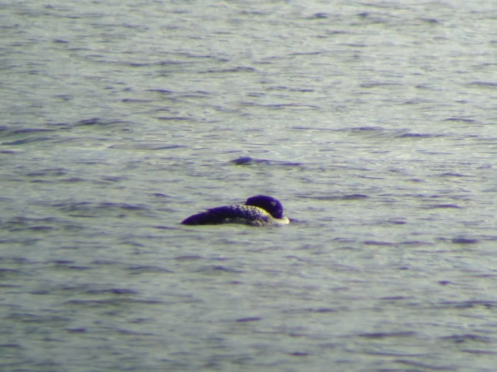 Great northern diver