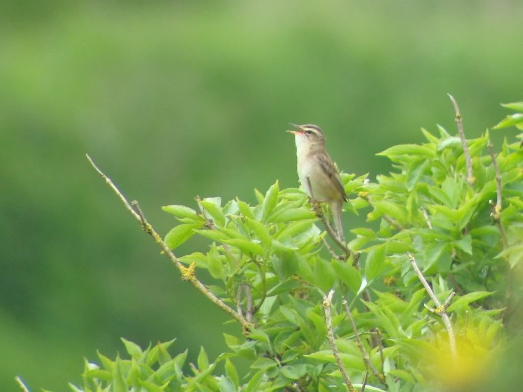 Sedge warbler