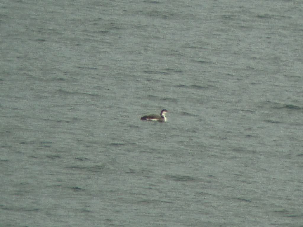 Black-throated diver