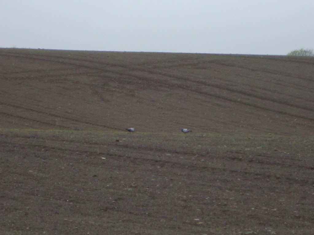 A couple of rock doves