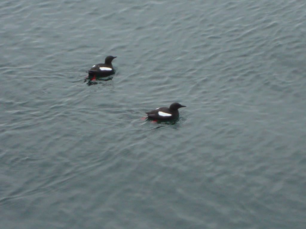 Black guillemots