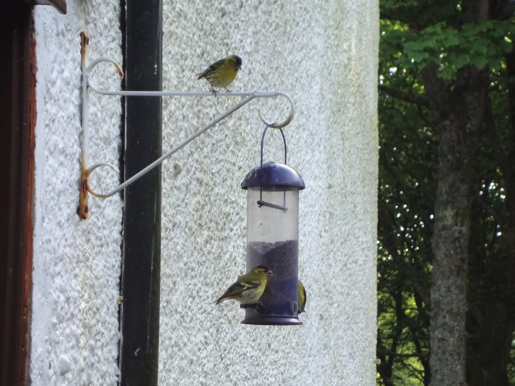 Siskins