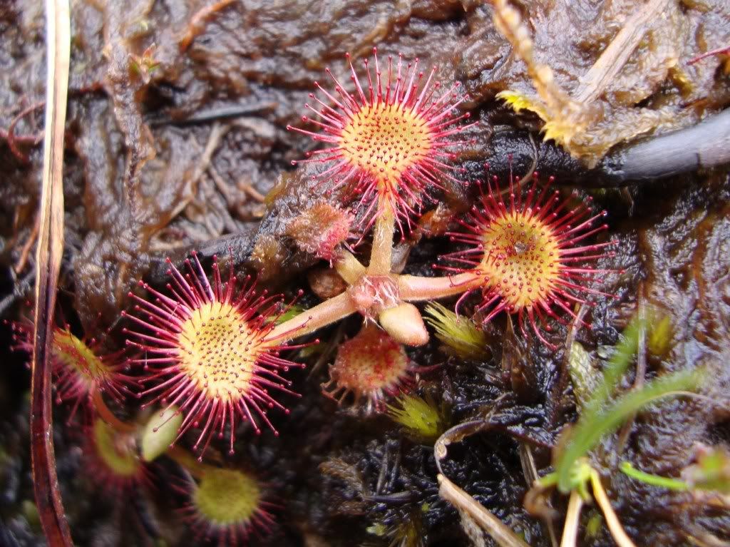 Weird bog plant