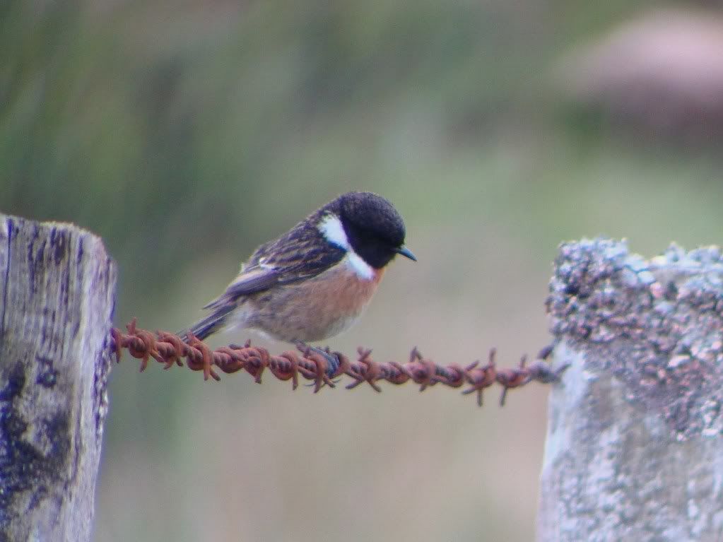 Stonechat