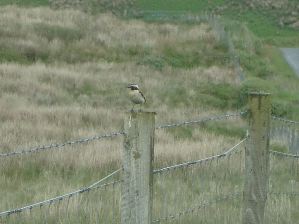 Whinchat