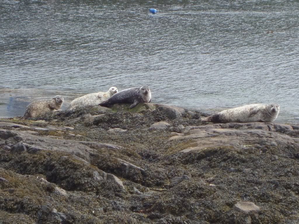 Seals at Portnahaven