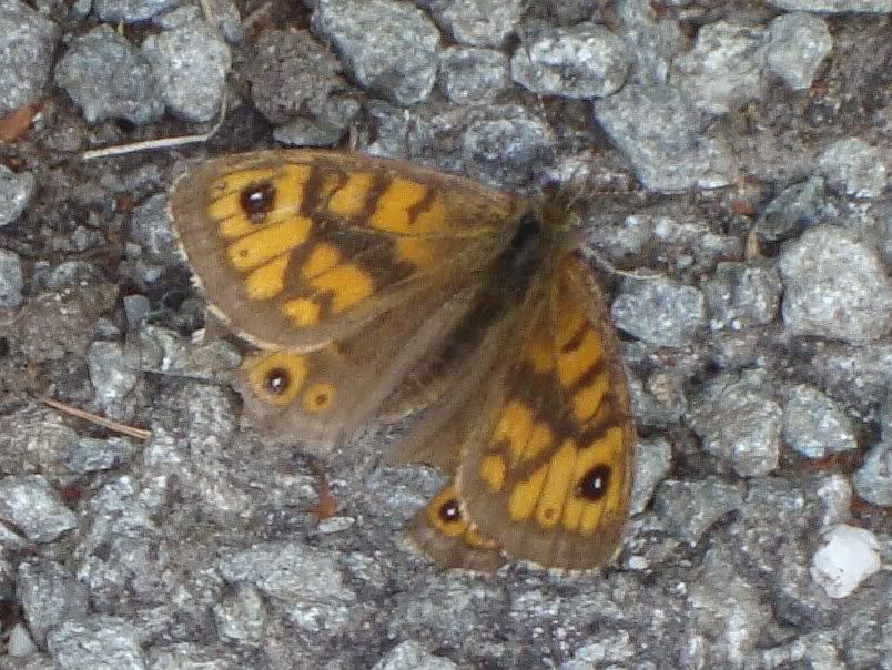 Wall brown butterfly