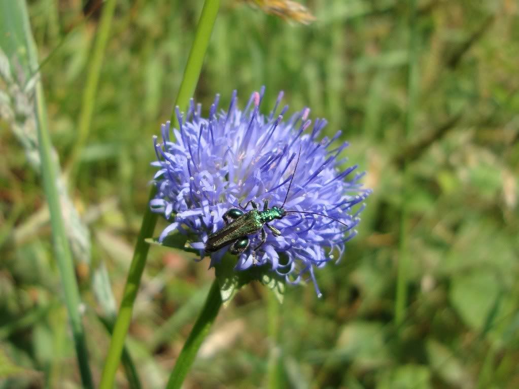 Green beetle on sheep's bit scabius