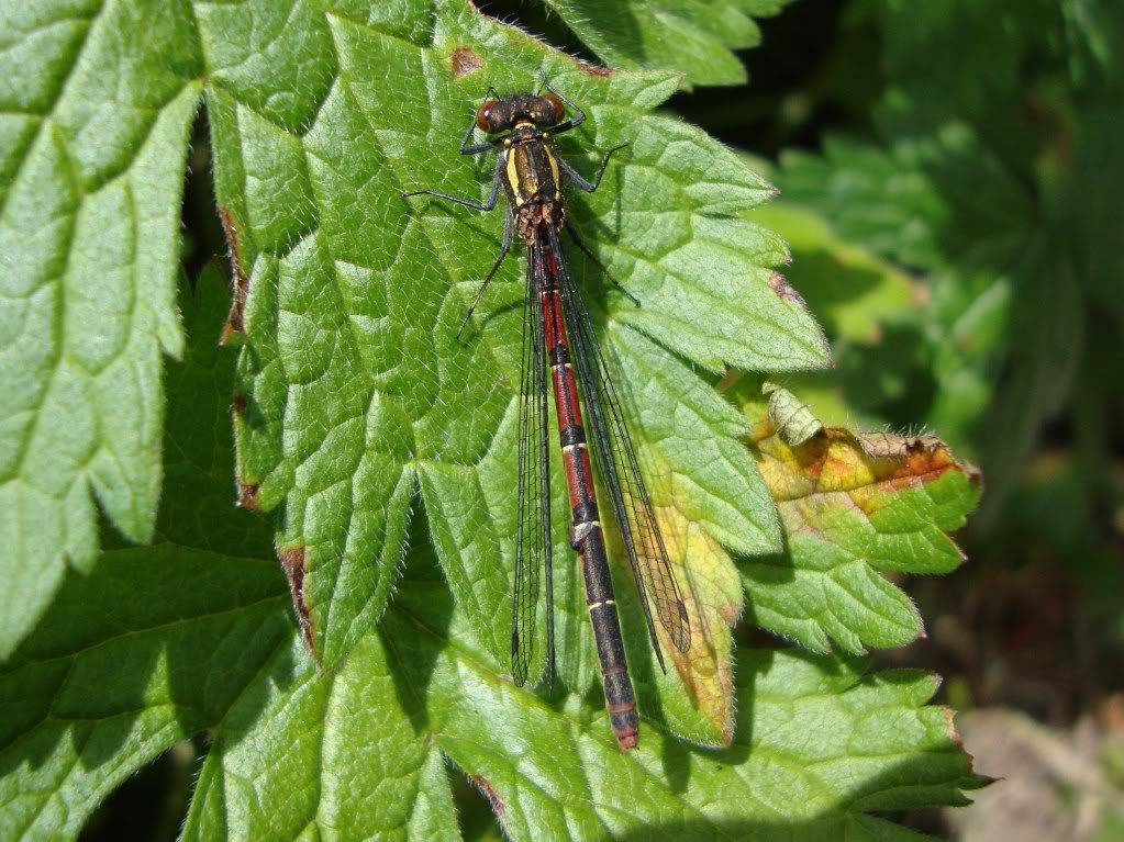 Large red damselfly