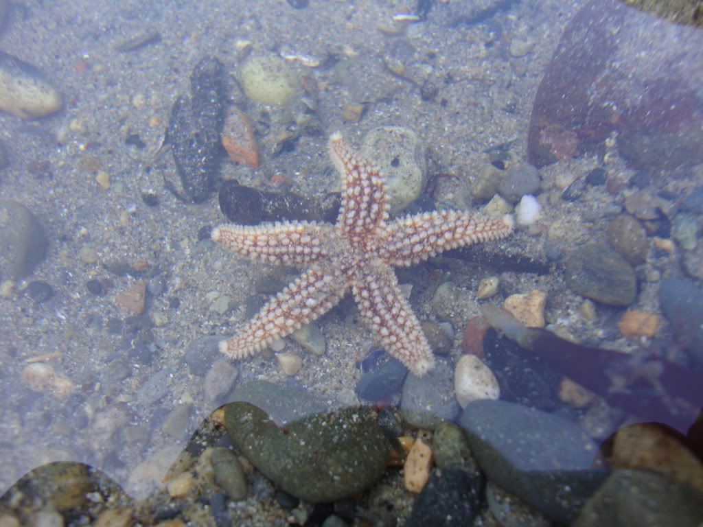 Starfish found on Criccieth beach