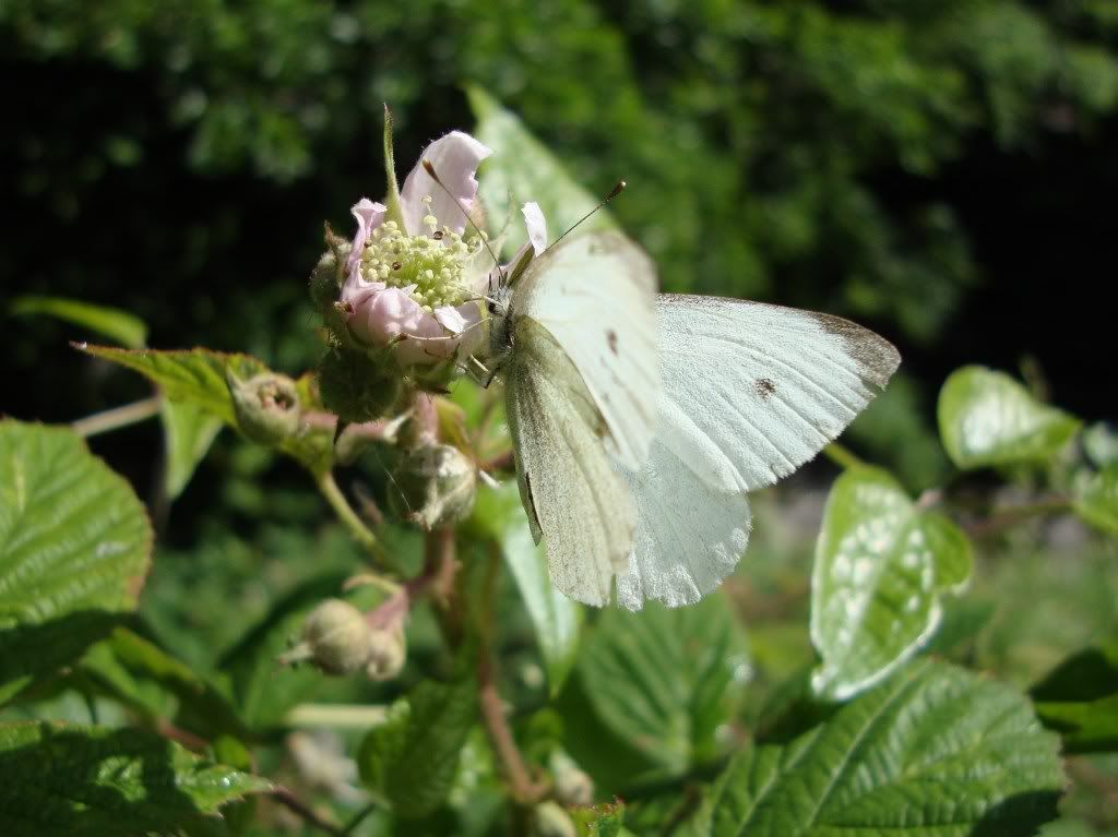 Small white butterfly