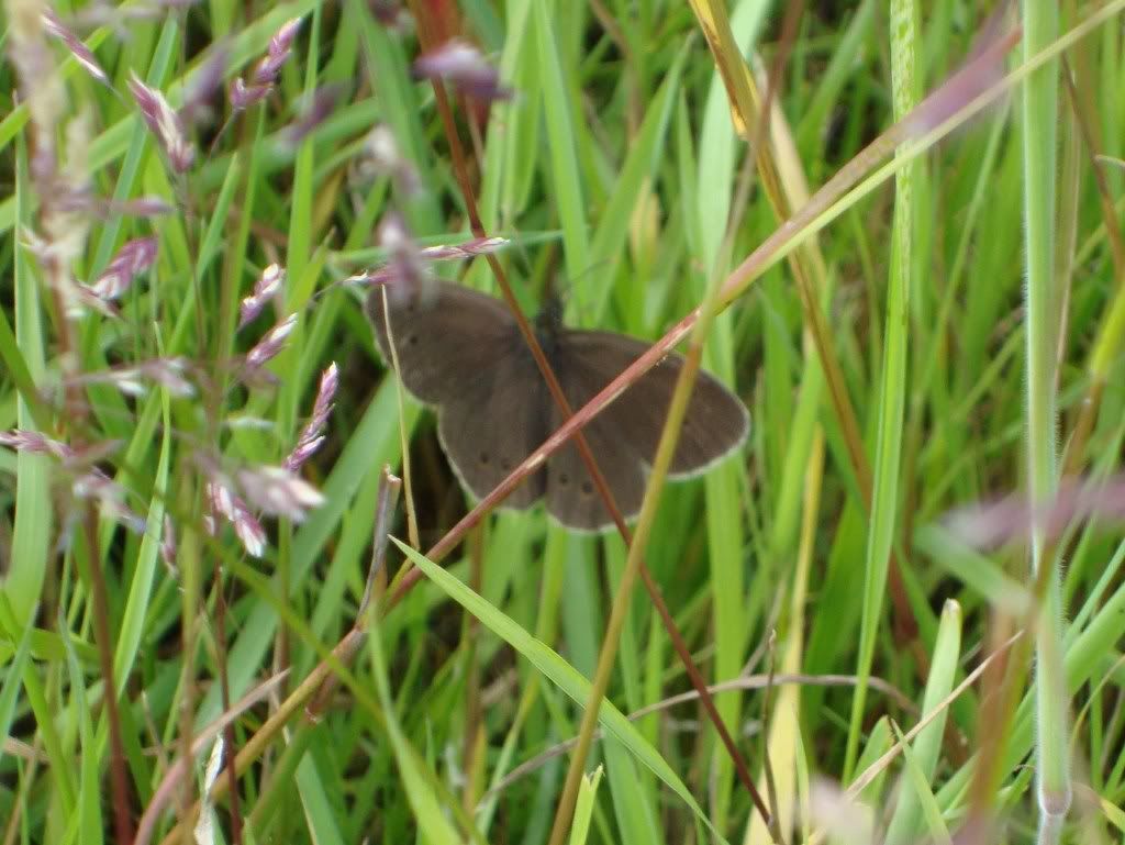 Ringlet