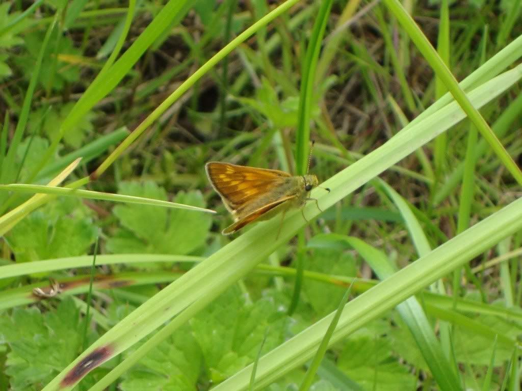 Large skipper