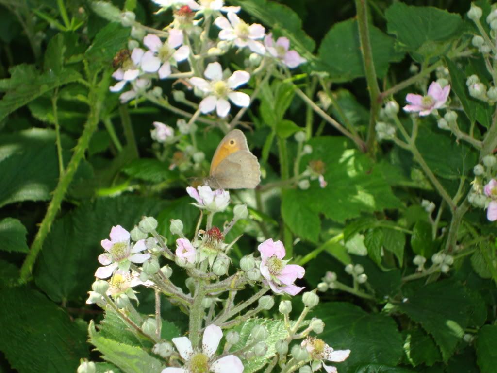 Meadow brown