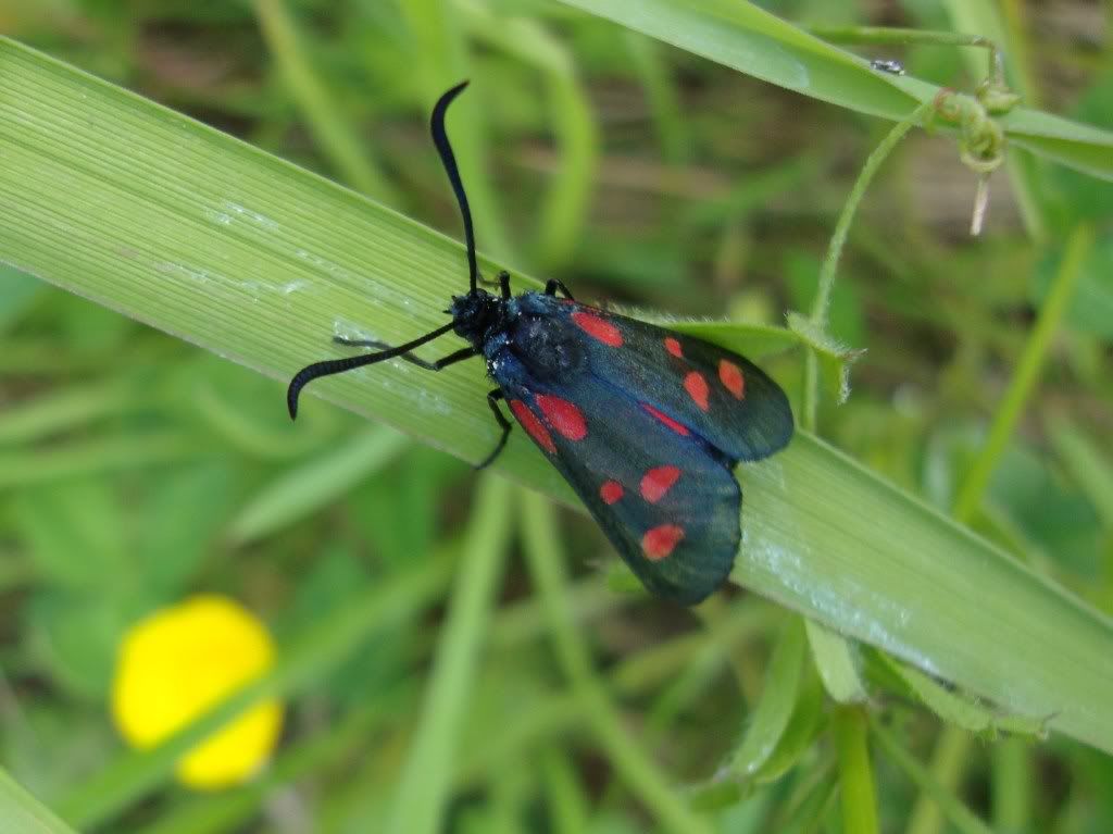 Narrow-bordered five spot burnet