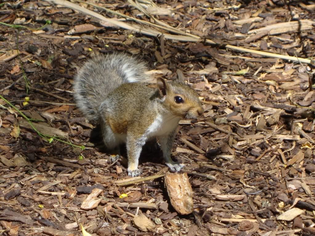 Grey squirrel