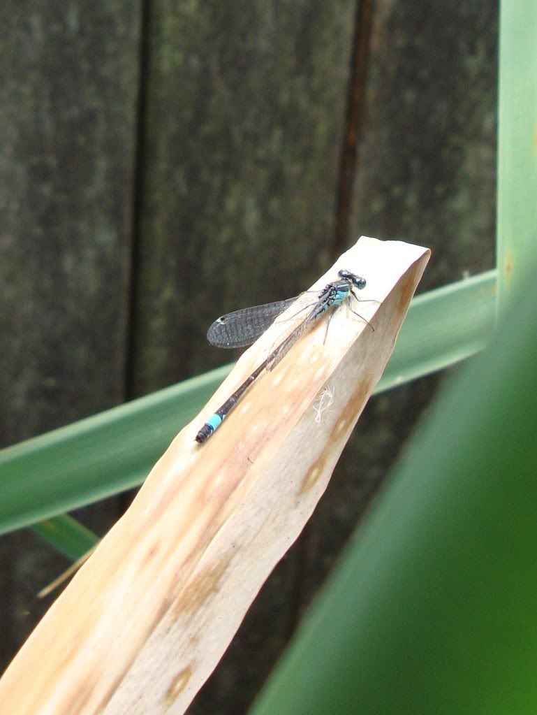 Blue-tailed damselfly