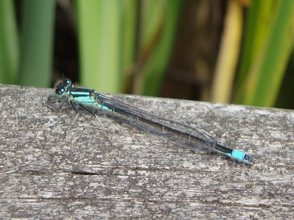 Blue-tailed damselfly