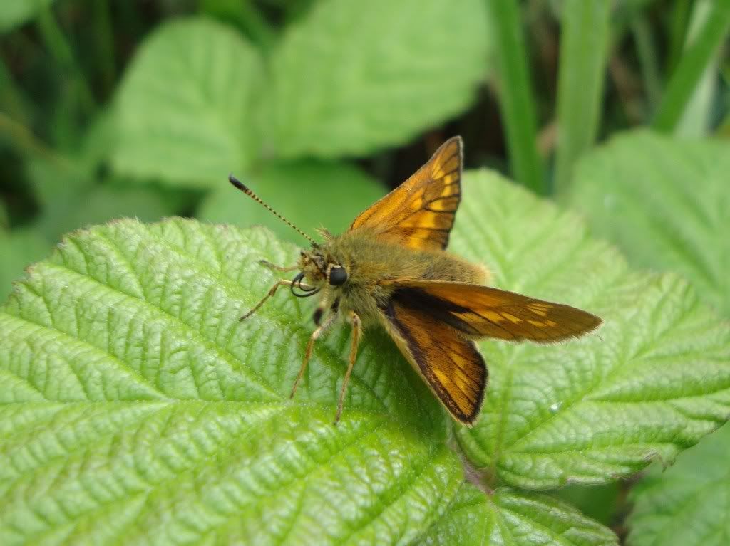 Large skipper