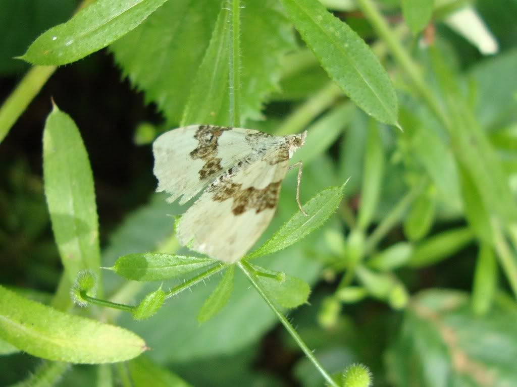 Unidentified moth