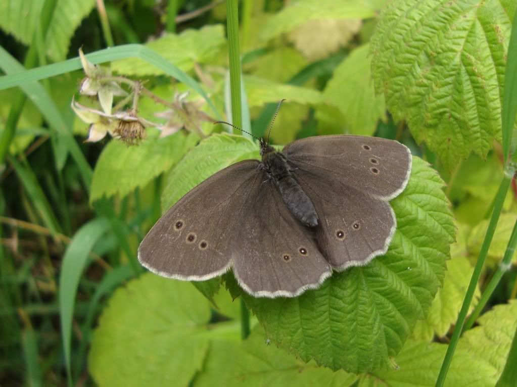 Ringlet