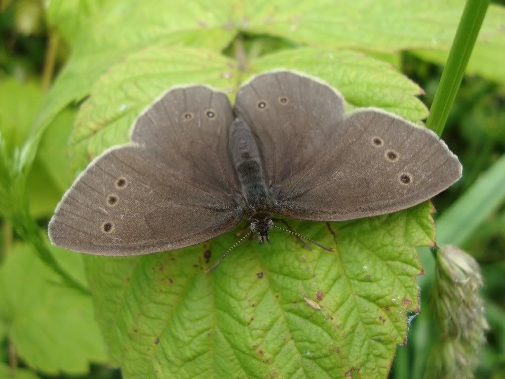 Ringlet