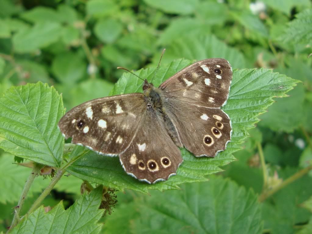 Speckled wood