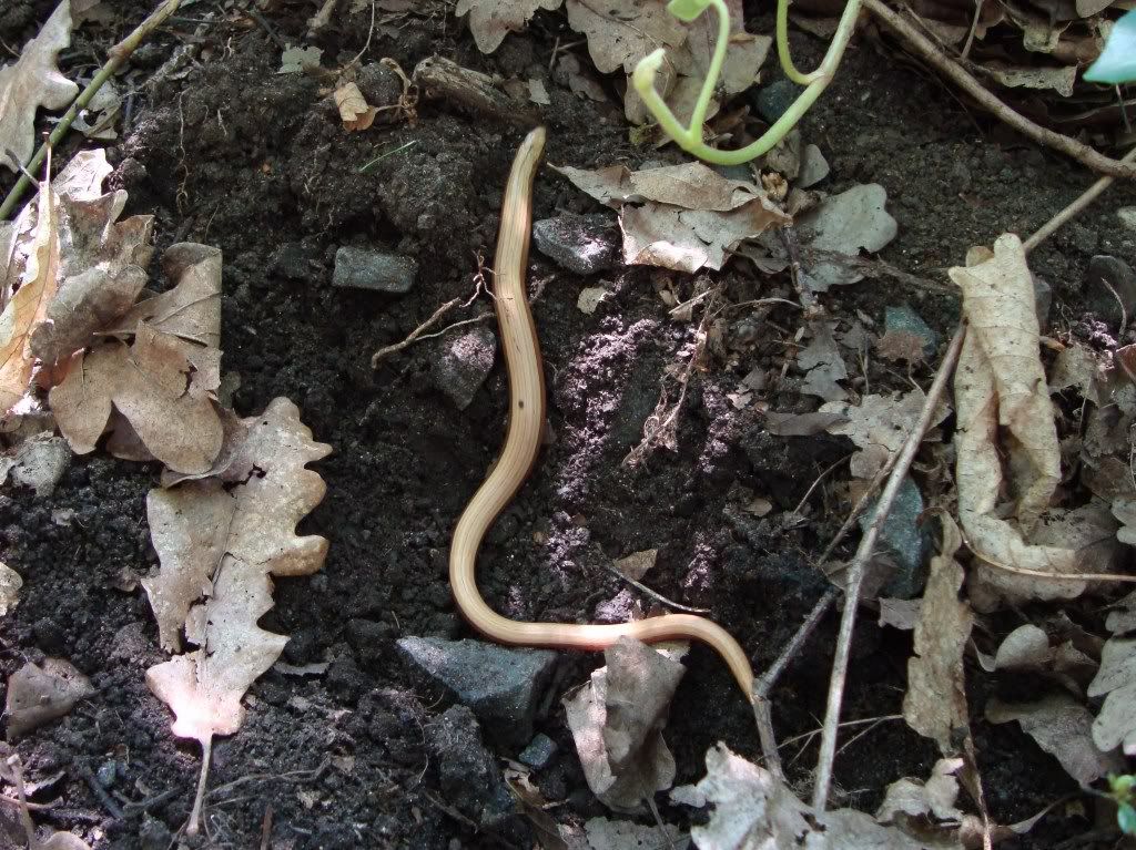 Slow worm