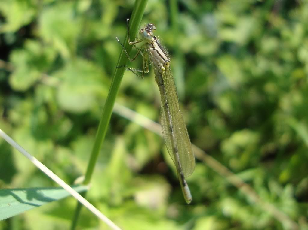 Common blue damselfly