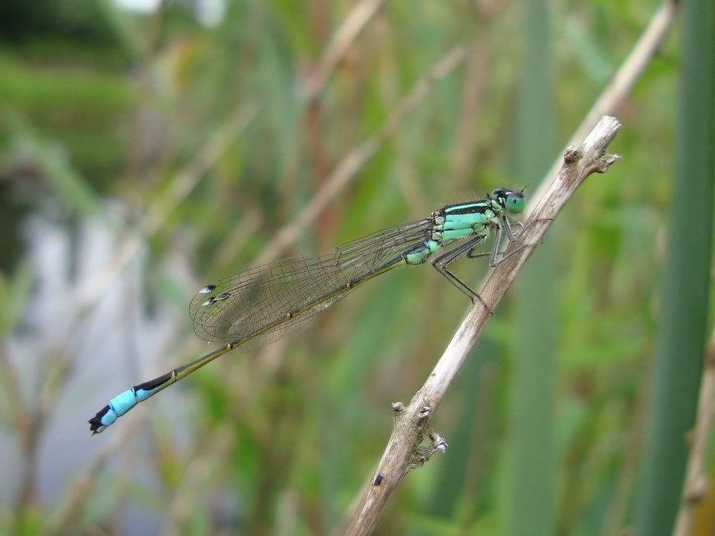 Blue-tailed damselfly