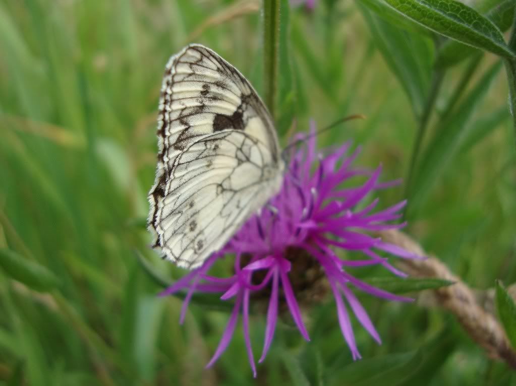 Marbled white