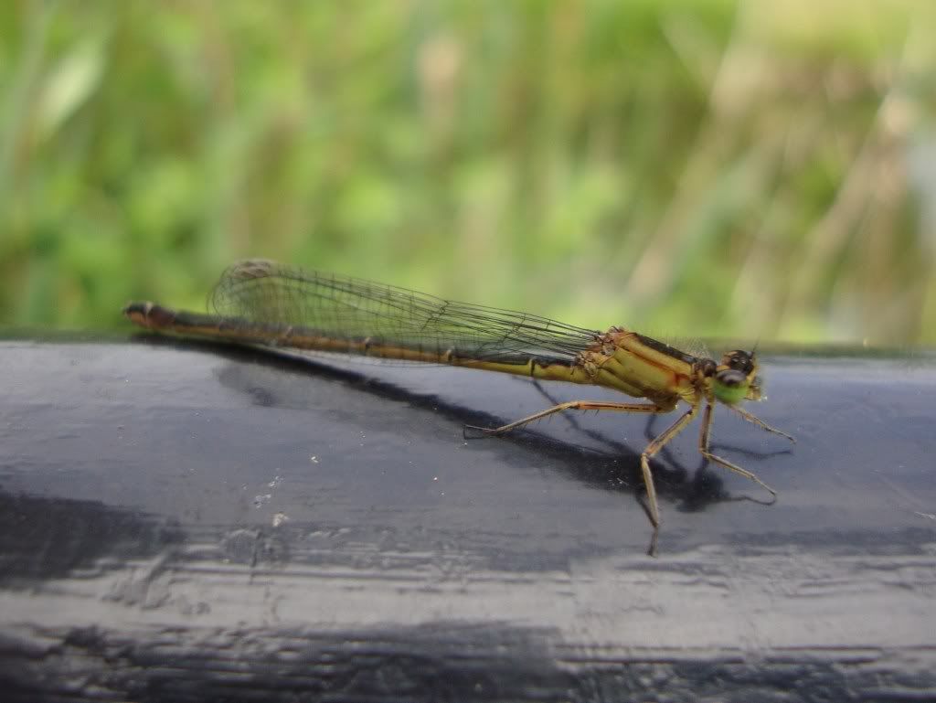 Common blue damselfly