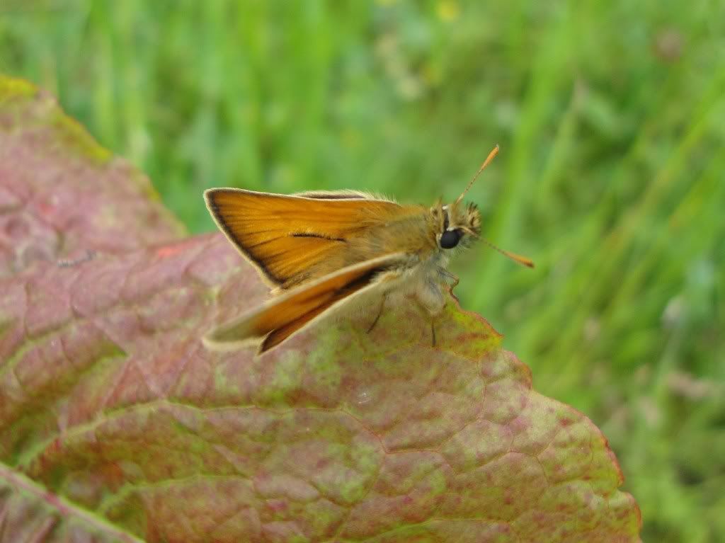 Small skipper