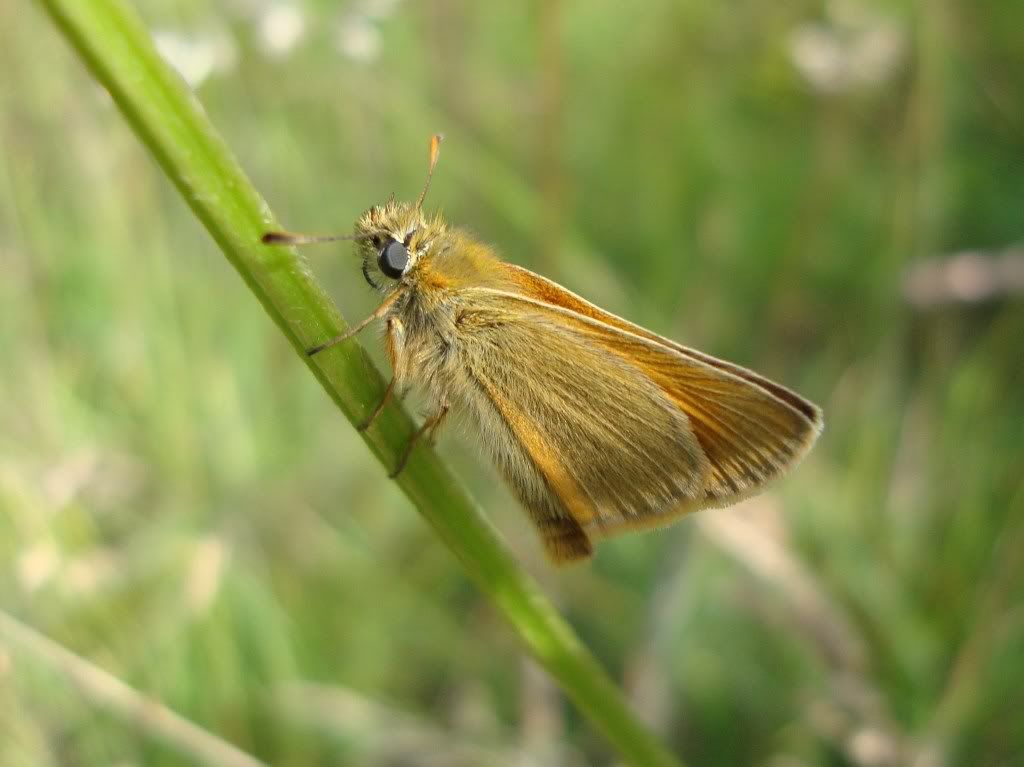 Small skipper